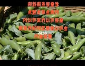 生蚕豆钓鱼怎么样，生蚕豆可以钓鲤鱼吗？