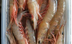 剑虾肉钓鱼怎么样，在市场的剑虾多少钱一斤