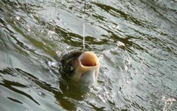 在池里钓鱼怎么样，钓鱼池里的鱼能吃吗