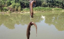 新疆泥鳅钓鱼怎么样，野钓泥鳅？