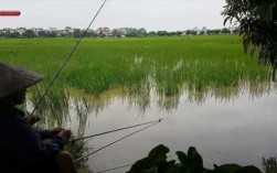 稻田河钓鱼怎么样？稻田里的鱼怎么钓？