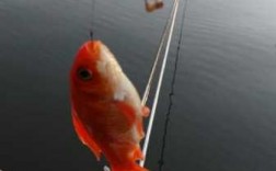 红鱼钓鱼直播怎么样，红鱼的钓法？