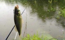 雨停钓鱼怎么样，雨停后鱼好钓吗