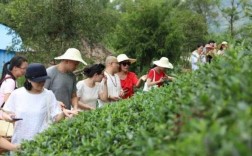 白茶基地钓鱼怎么样，白茶种植基地？