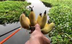 靖西香蕉钓鱼怎么样？靖西香蕉钓鱼怎么样啊？
