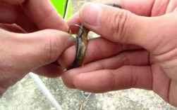 化州泥鳅钓鱼怎么样，化州点脚泥鳅的童谣！