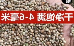 火麻子钓鱼怎么样？火麻子多少钱一斤哪里有卖？