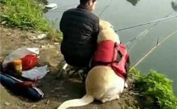 带狗水库钓鱼怎么样，带狗去钓鱼