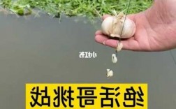 蒜钓鱼效果怎么样？用蒜钓鱼？