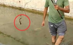 越南泥鳅钓鱼怎么样，钓泥鳅的视频！