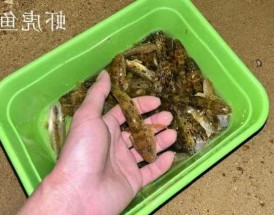 咸鱼野鹤钓鱼怎么样，闲瑜野鹤？