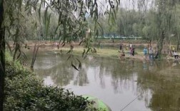 灞桥中午钓鱼怎么样，西安灞桥镇河段哪里可以钓鱼！