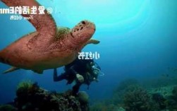 海王池塘钓鱼怎么样，海王钓鱼技巧