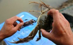 怎么样挂螃蟹钓鱼，如何钓螃蟹容易上钩？