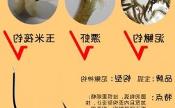 泥鳅钓鱼怎么样挂钩，用泥鳅钓鱼怎么挂钩图要多大的钩