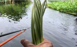 蒜苔钓鱼怎么样？蒜苔钓鱼怎么样才好吃？