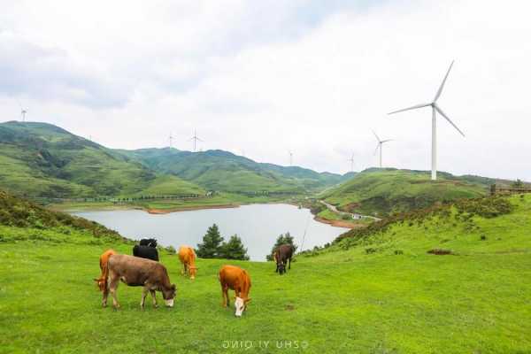 贵州草原钓鱼怎么样，贵州草原景区！-图2