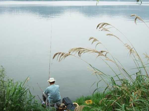 林家河边钓鱼怎么样，林家鱼的钓鱼视频-图2