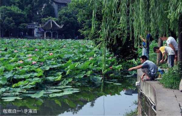 西湖出口钓鱼怎么样，杭州西湖景区钓鱼-图2