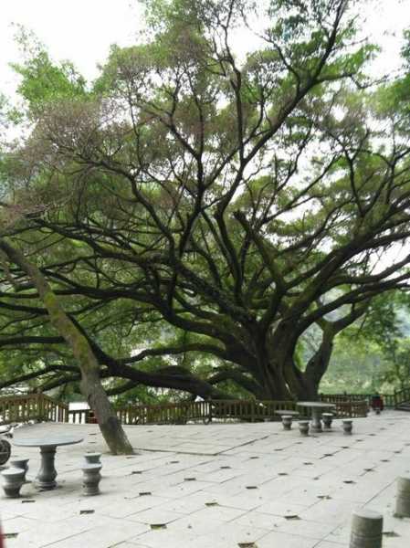 榕树古镇钓鱼怎么样，榕树公园-图3