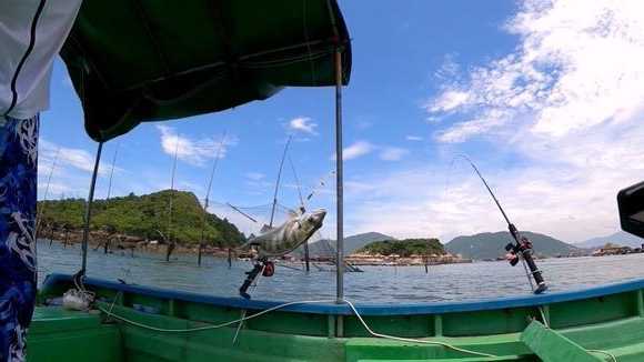 深圳海上钓鱼怎么样？深圳 海钓？-图2