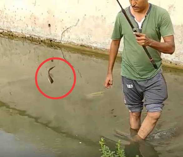 越南泥鳅钓鱼怎么样，钓泥鳅的视频！-图1