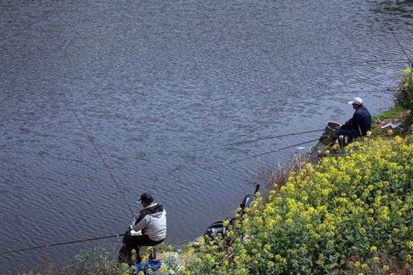 油菜大师钓鱼怎么样，油菜大师钓鱼怎么样好用吗-图1