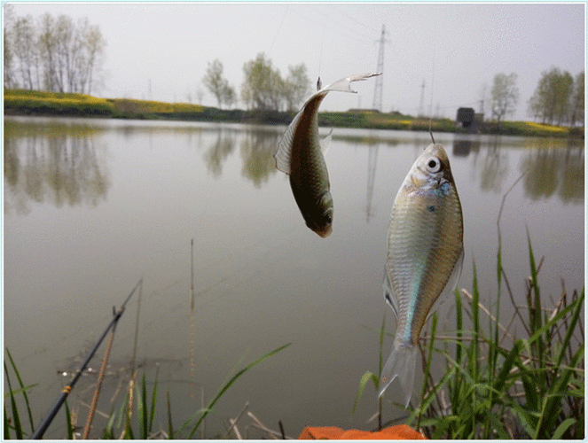 油菜大师钓鱼怎么样，油菜大师钓鱼怎么样好用吗-图3