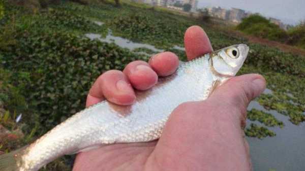 秋天麦粒钓鱼怎么样，秋天麦粒钓鲤鱼行不行-图3