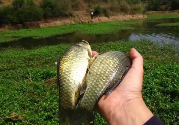 小黄豆钓鱼怎么样？小黄豆钓鱼怎么样好钓吗？-图1