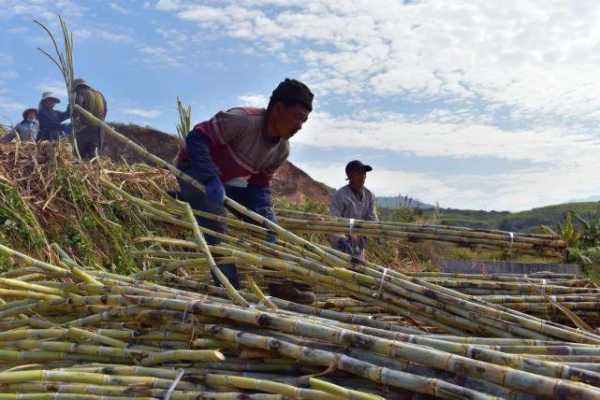 红河糖厂钓鱼怎么样？红河制糖有限公司？-图1