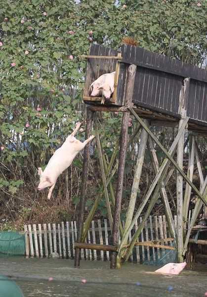 夹猪钓鱼怎么样，夹猪钓法？-图3