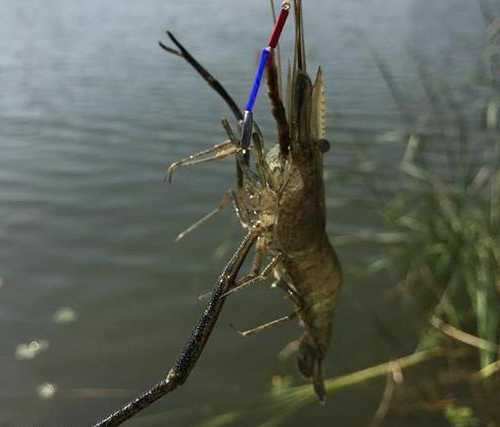 夏季蚯蚓钓鱼怎么样，夏季钓鱼不好钓试试蚯蚓？-图1