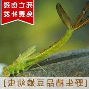 蜻蜓幼虫钓鱼怎么样，蜻蜓幼虫药用价值-图2