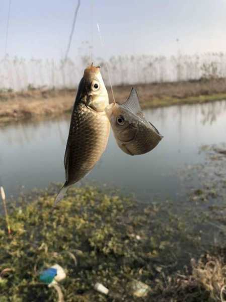 钓鱼打猎种菜怎么样，钓鱼 打猎？-图1