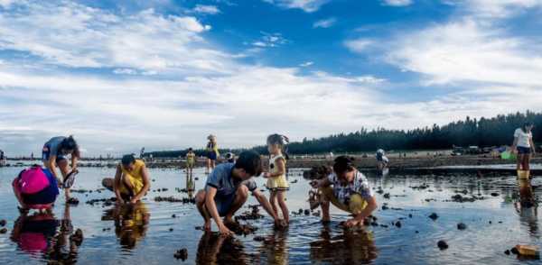 夏季赶海怎么样钓鱼，夏天赶海-图1