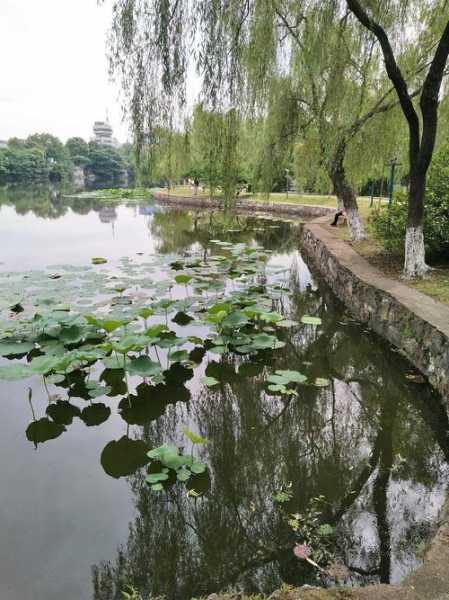 菱湖钓鱼平台怎么样，菱湖风景区门票是多少?-图2