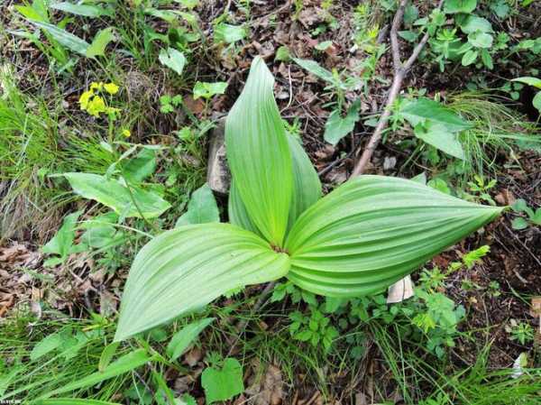 藜芦钓鱼效果怎么样？中草药藜芦的功效与作用？-图2