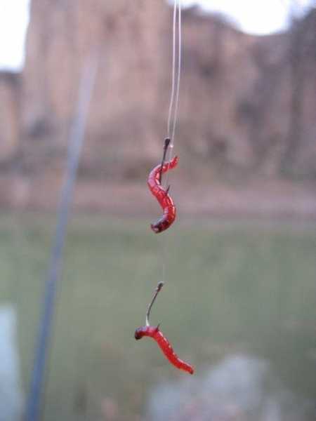 低温红虫钓鱼怎么样，多少温度可以用红虫野钓？-图1