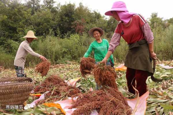 黔西坎子钓鱼怎么样？黔西野钓？-图3