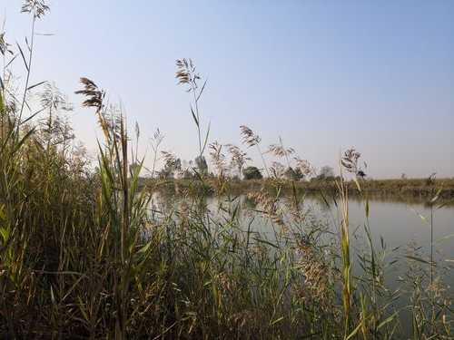 芦花湿地钓鱼怎么样，芦花风景区-图1