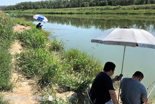 马尾青苔钓鱼怎么样，马尾青苔钓鱼怎么样好钓吗？-图2