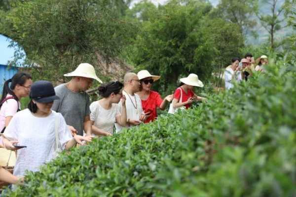 白茶基地钓鱼怎么样，白茶种植基地？-图1