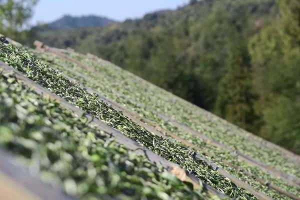 白茶基地钓鱼怎么样，白茶种植基地？-图2