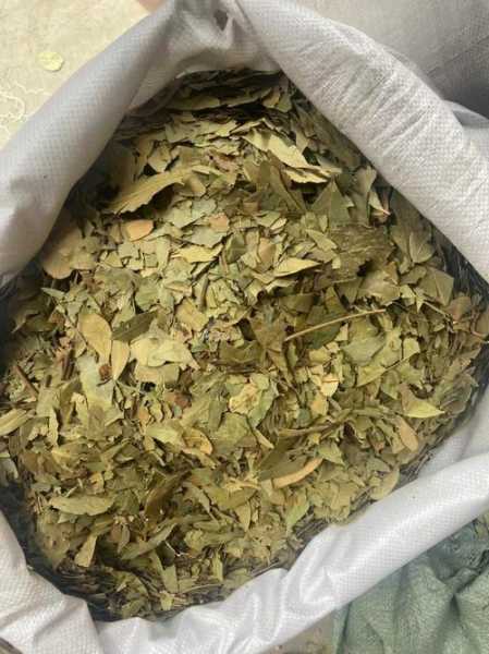 大茴香钓鱼怎么样，大茴香在钓鱼药酒中的作用-图2