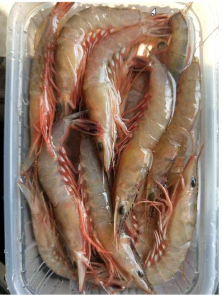剑虾肉钓鱼怎么样，在市场的剑虾多少钱一斤-图1