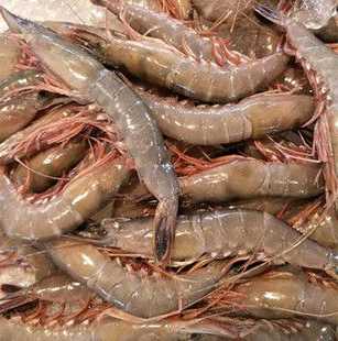 剑虾肉钓鱼怎么样，在市场的剑虾多少钱一斤-图2