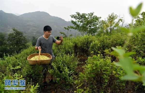 丹凤茶坊钓鱼怎么样，丹凤茶坊钓鱼怎么样好用吗！-图1