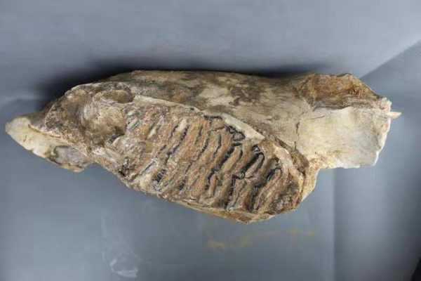 象牙化石钓鱼怎么样，象牙牙齿化石-图3