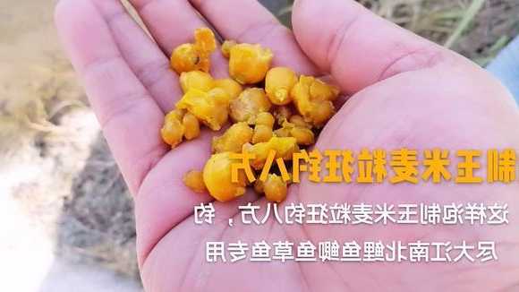 怎么样泡包谷钓鱼，泡包谷钓草鱼鲤鱼用什么药！-图3